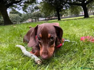 Dachshund dogs Dollie the Dachshund - Advert 16