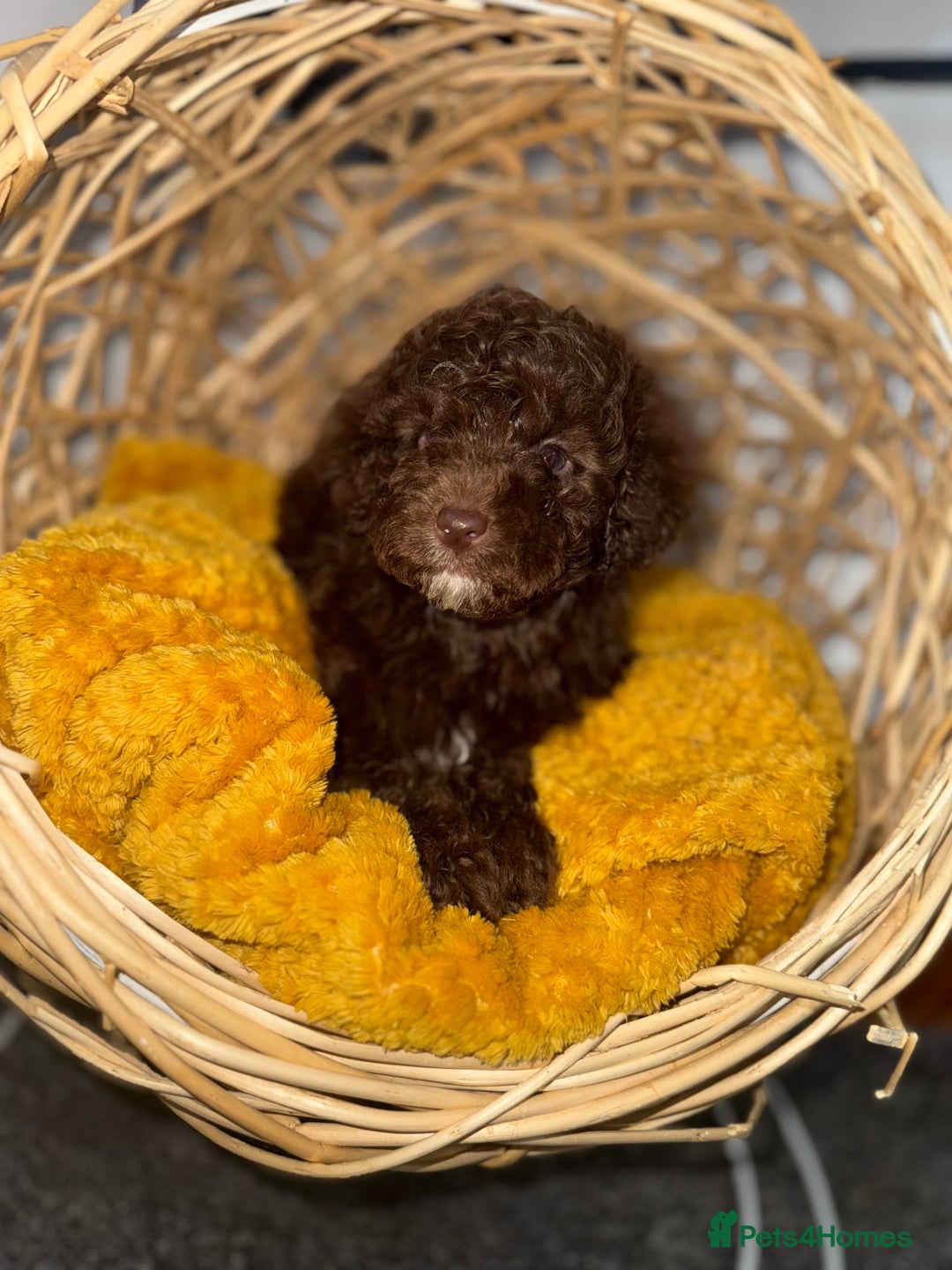 Miniature Poodle dogs for sale: 3 beautiful miniature poodles  - Image 9