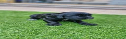 Cocker Spaniel dogs for sale: Working Cocker Spaniel Puppies in Preston - Advert 10