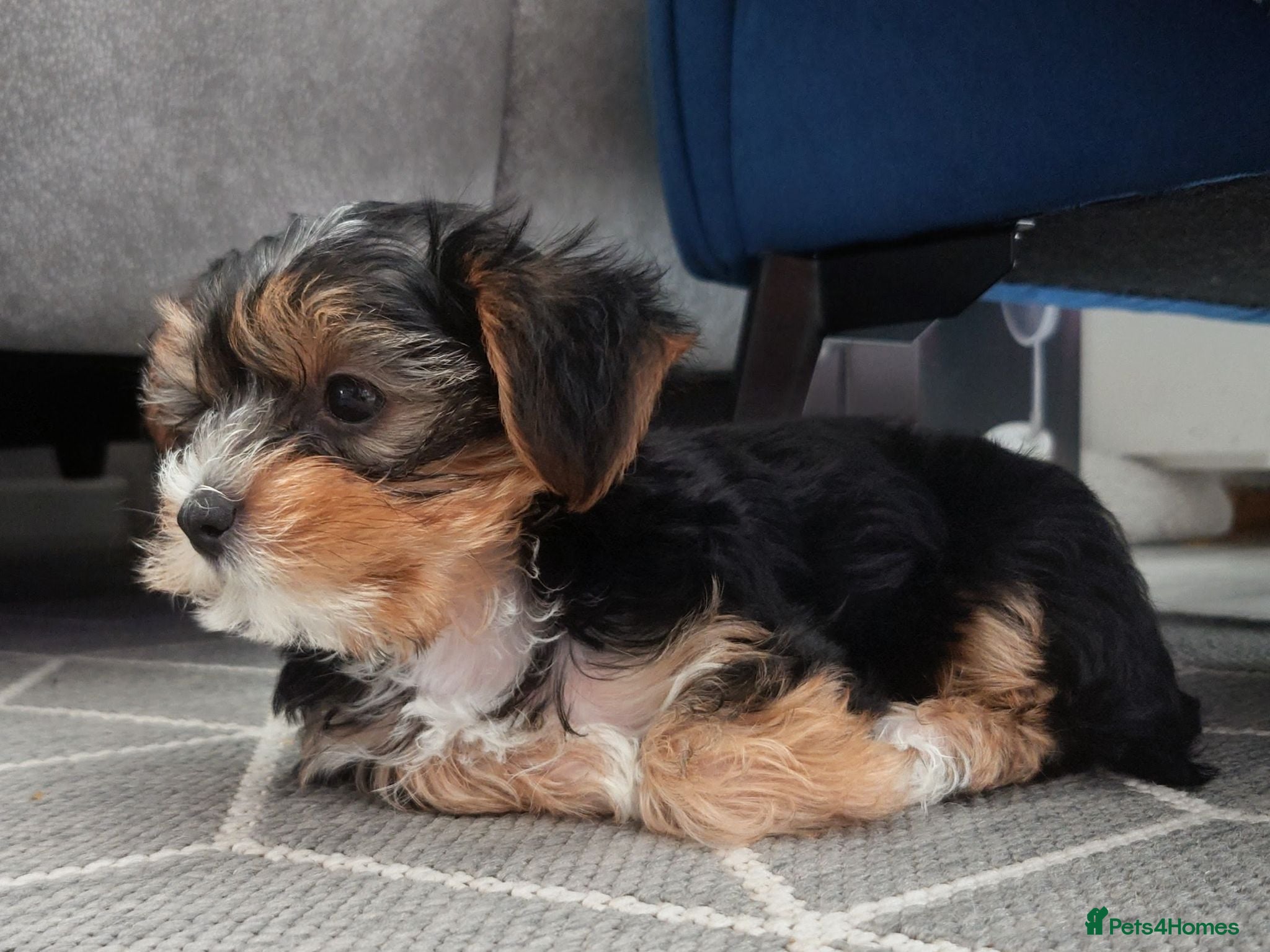 Yorkshire Terrier dogs Yorkshire puppies  - Advert 2