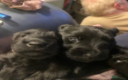 Scottish Terrier dogs for sale: Scottish terriers puppies - Advert 2