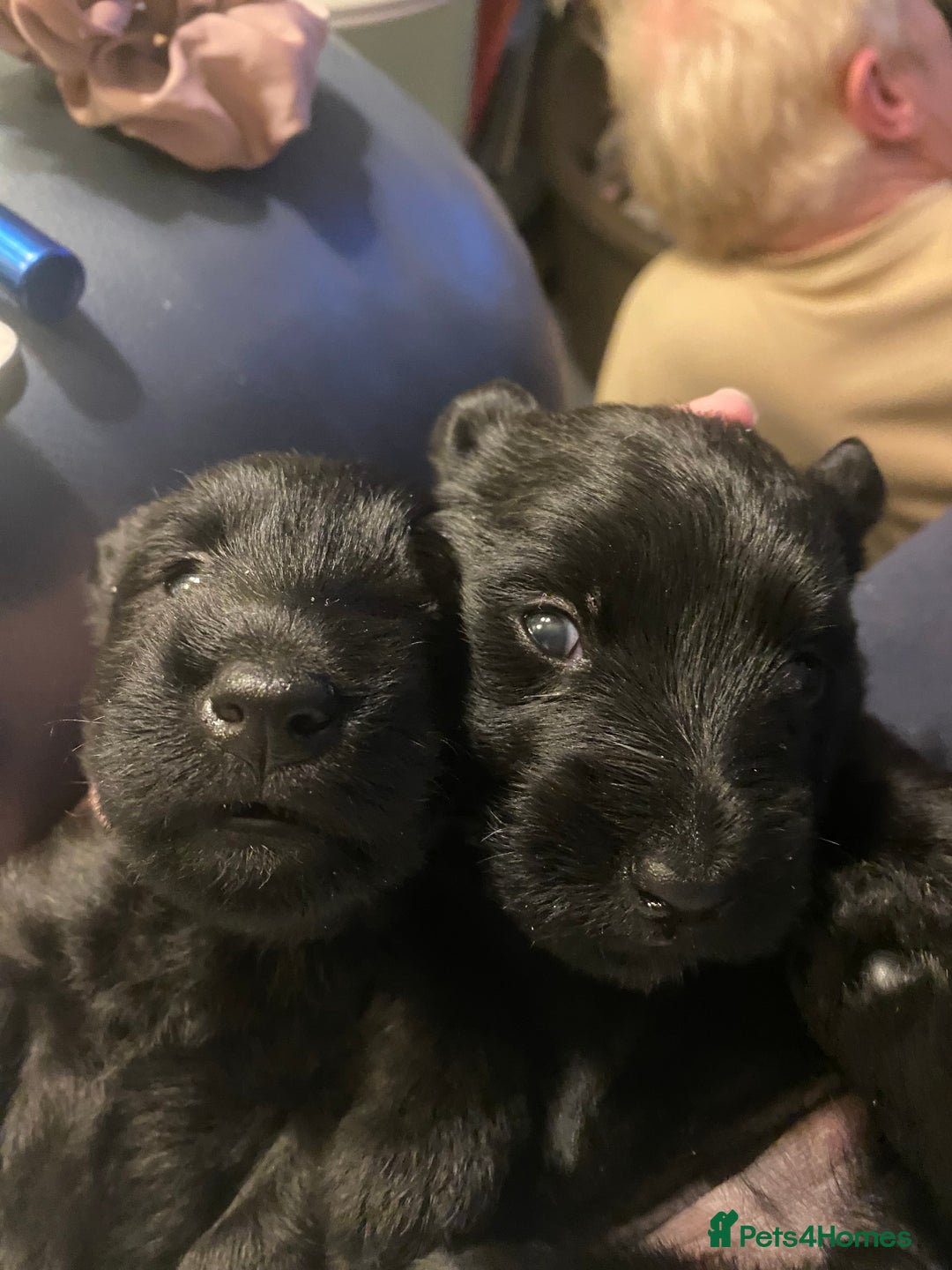 Scottish Terrier dogs for sale: Scottish terriers puppies - Advert 2