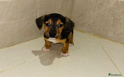 Dachshund dogs for sale: Dachshund Puppies - Image 7