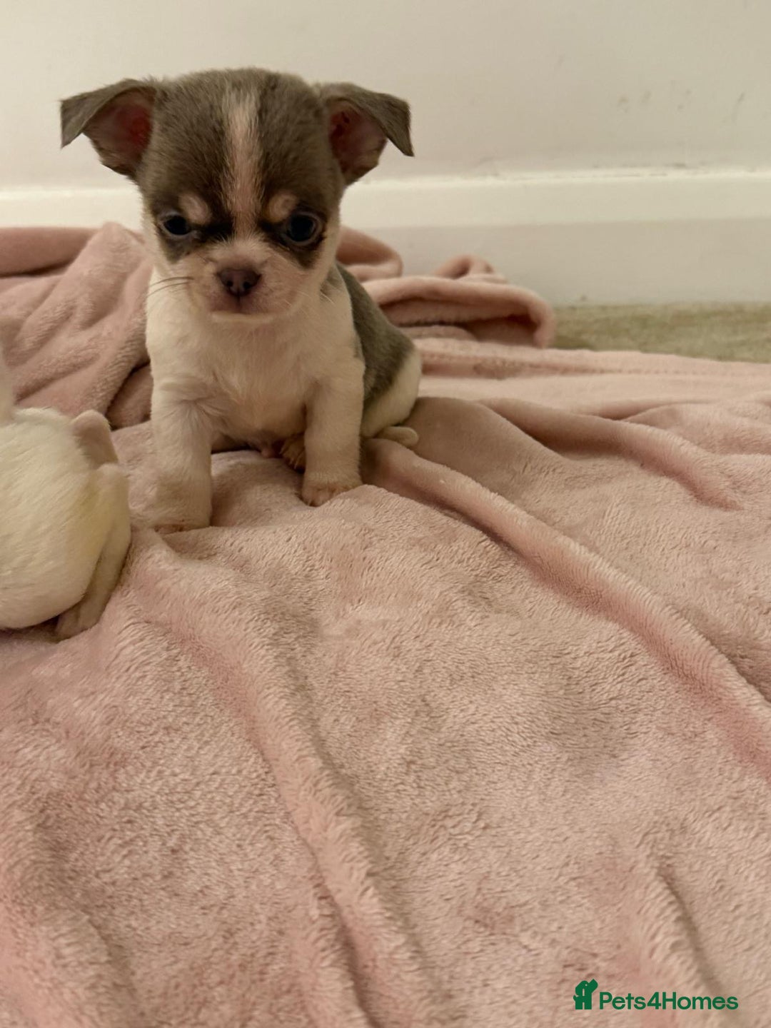 Chihuahua dogs for sale: Kc chihuahua puppies Russian and Ukraine lines - Advert 29