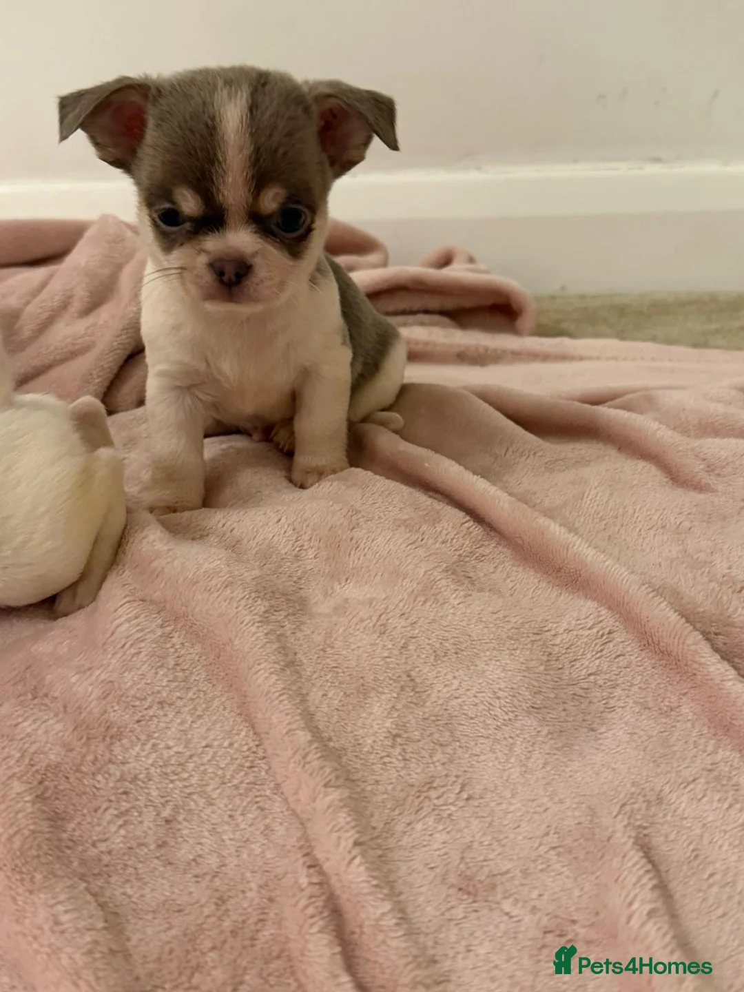 Chihuahua dogs for sale: Kc chihuahua puppies Russian and Ukraine lines - Advert 29