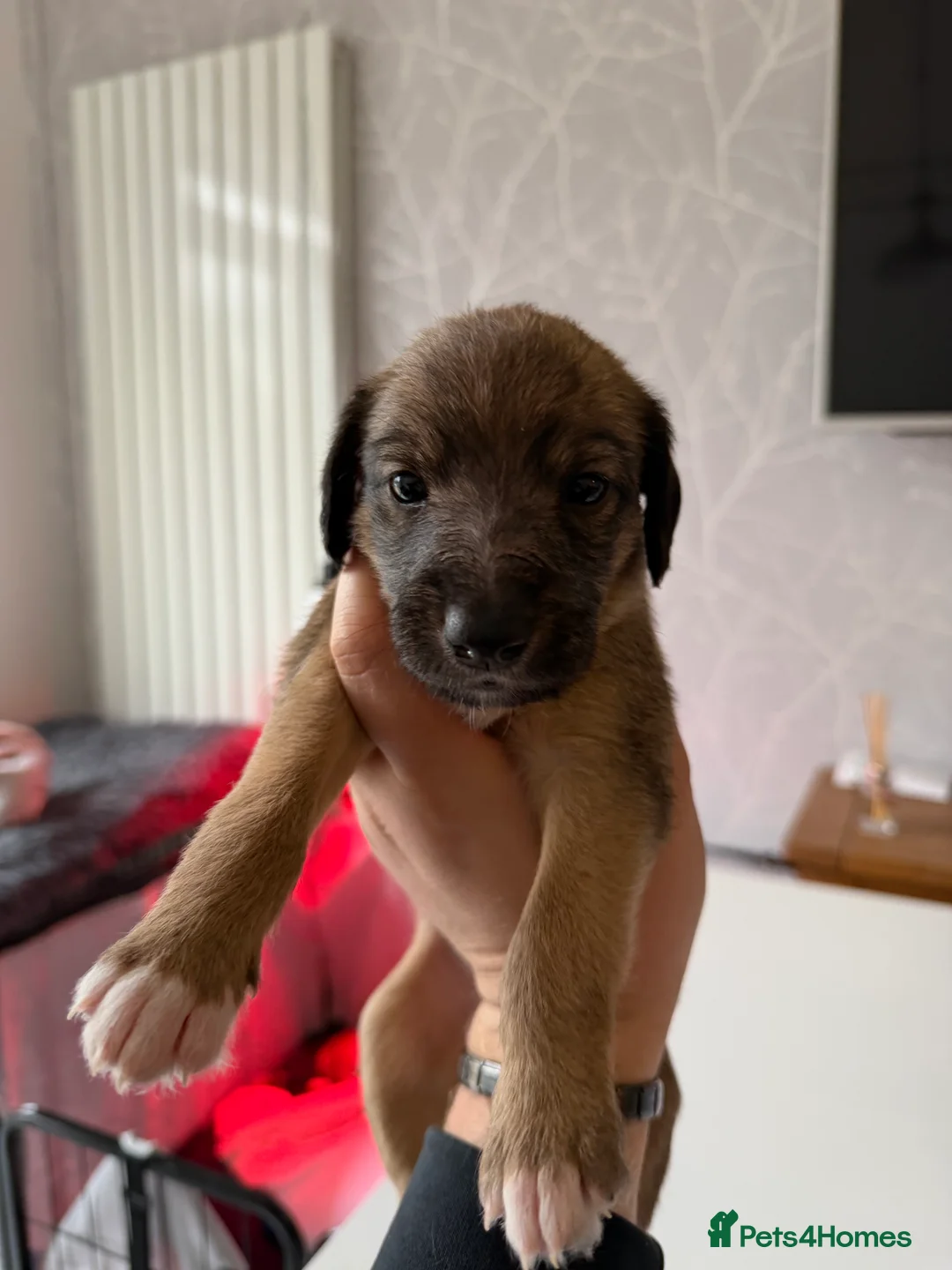 Mixed Breed dogs for sale: Bedlington x Whippet - Advert 22