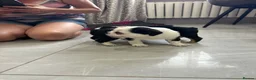 French Bulldog dogs for sale: French bulldog puppies  - Advert 16
