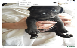 Staffordshire Bull Terrier dogs for sale: Kc registered Staffordshire Bull terrier pups - Image 8