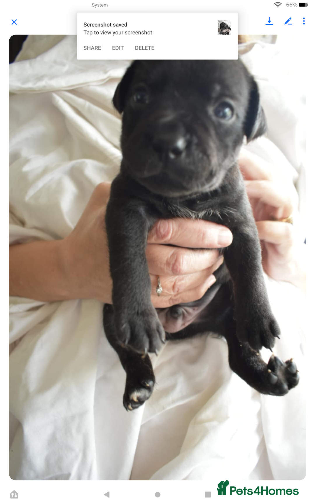 Staffordshire Bull Terrier dogs for sale: Kc registered Staffordshire Bull terrier pups - Image 8
