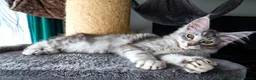 Maine Coon cats for sale: 💚Ready💚 TICA-registered XL Maine Coon Kitten   - Advert 9