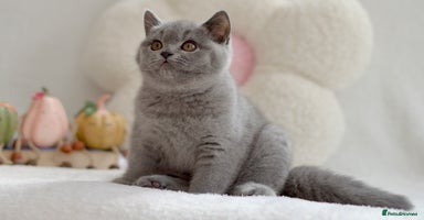 British Shorthair cats - Advert 1