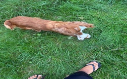Cocker Spaniel dogs for sale: Worker cocker spaniel puppies for sale  - Image 18