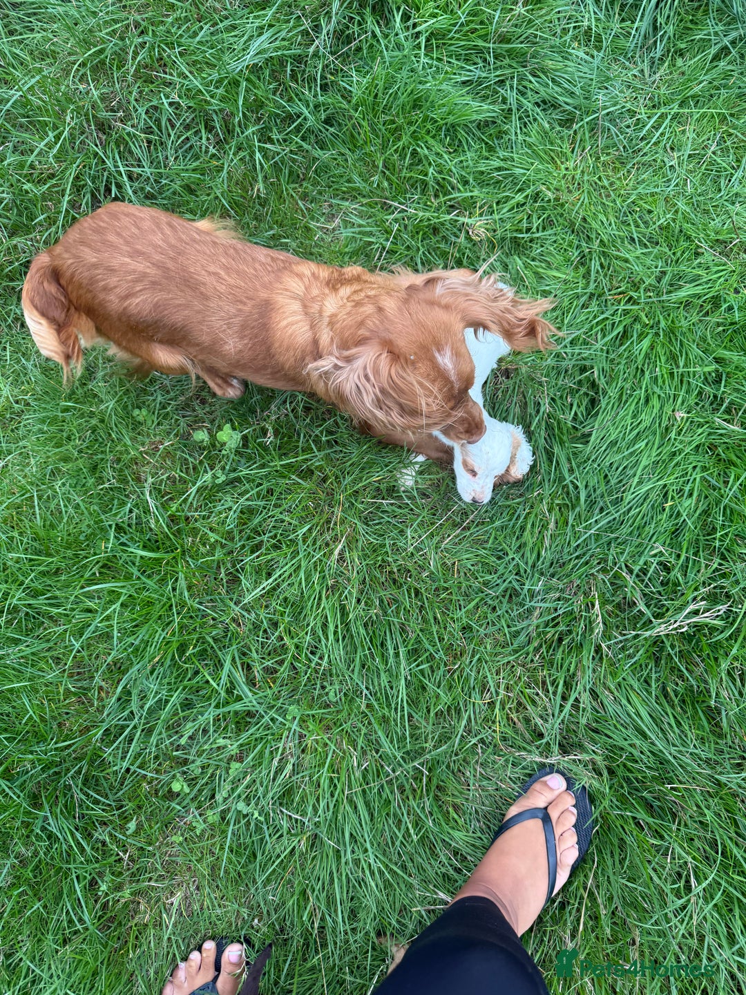 Cocker Spaniel dogs for sale: Worker cocker spaniel puppies for sale  - Image 18