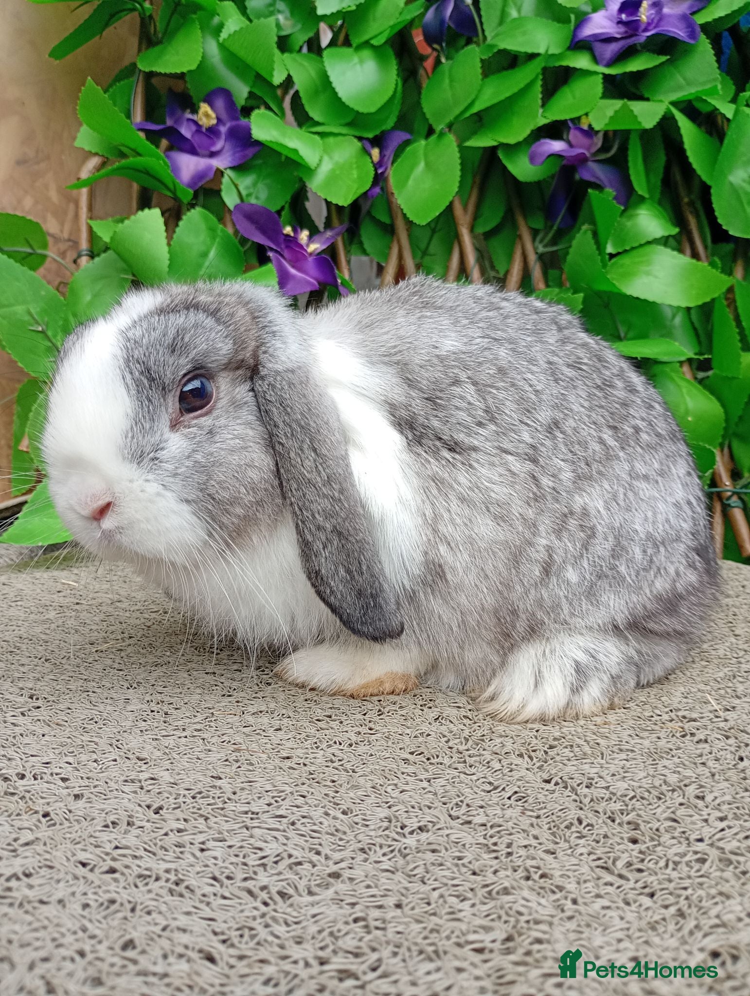 Mini Lop rabbits Mini lop ready now (They are not 6 weeks) - Advert 7