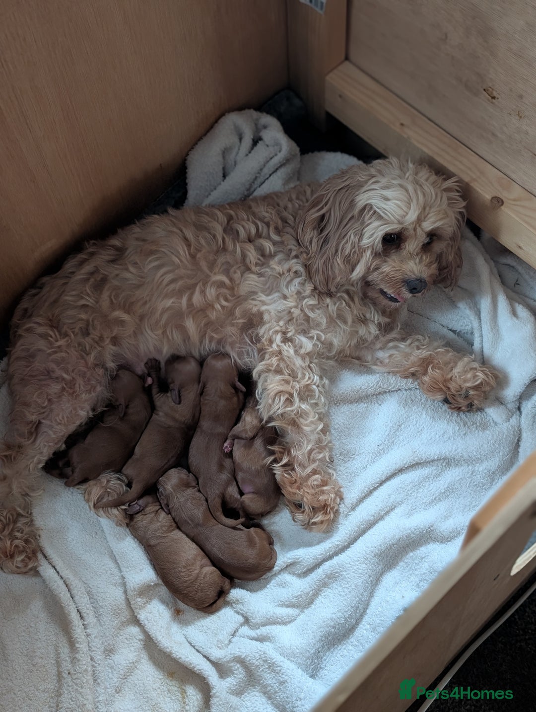 Cavapoo dogs for sale: Cavapoo Puppies  - Image 5