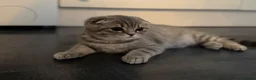 Scottish Fold cats for sale: Bristhis Short Hair for Sale  - Advert 6