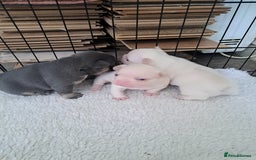 French Bulldog dogs for sale: French fancies puppies  - Image 13