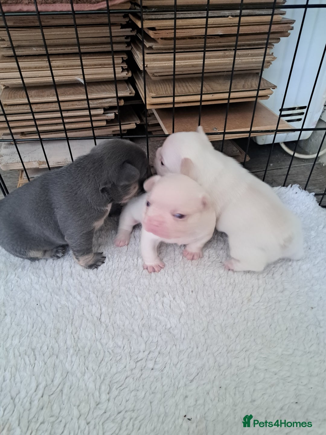 French Bulldog dogs for sale: French fancies puppies  - Image 13