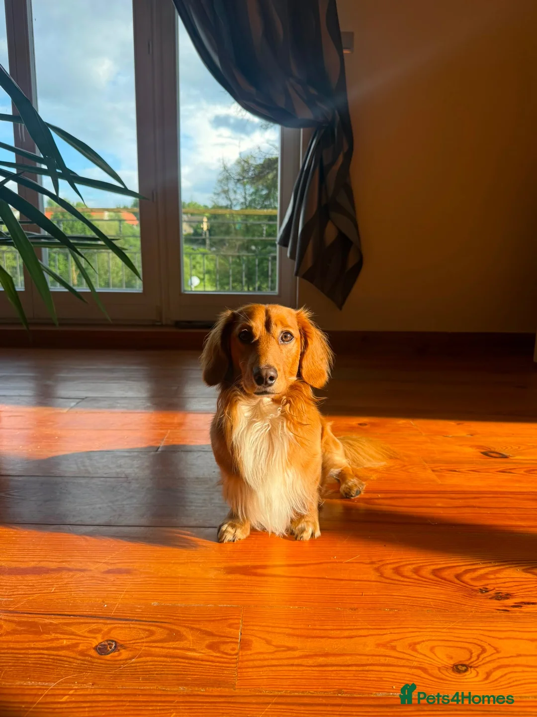 Miniature Dachshund dogs for stud: Beautiful Archie ready for stud  - Advert 2
