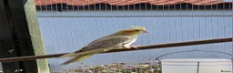 Cockatiels birds for sale: YOUNG COCKATIELS FOR SALE  - Advert 2