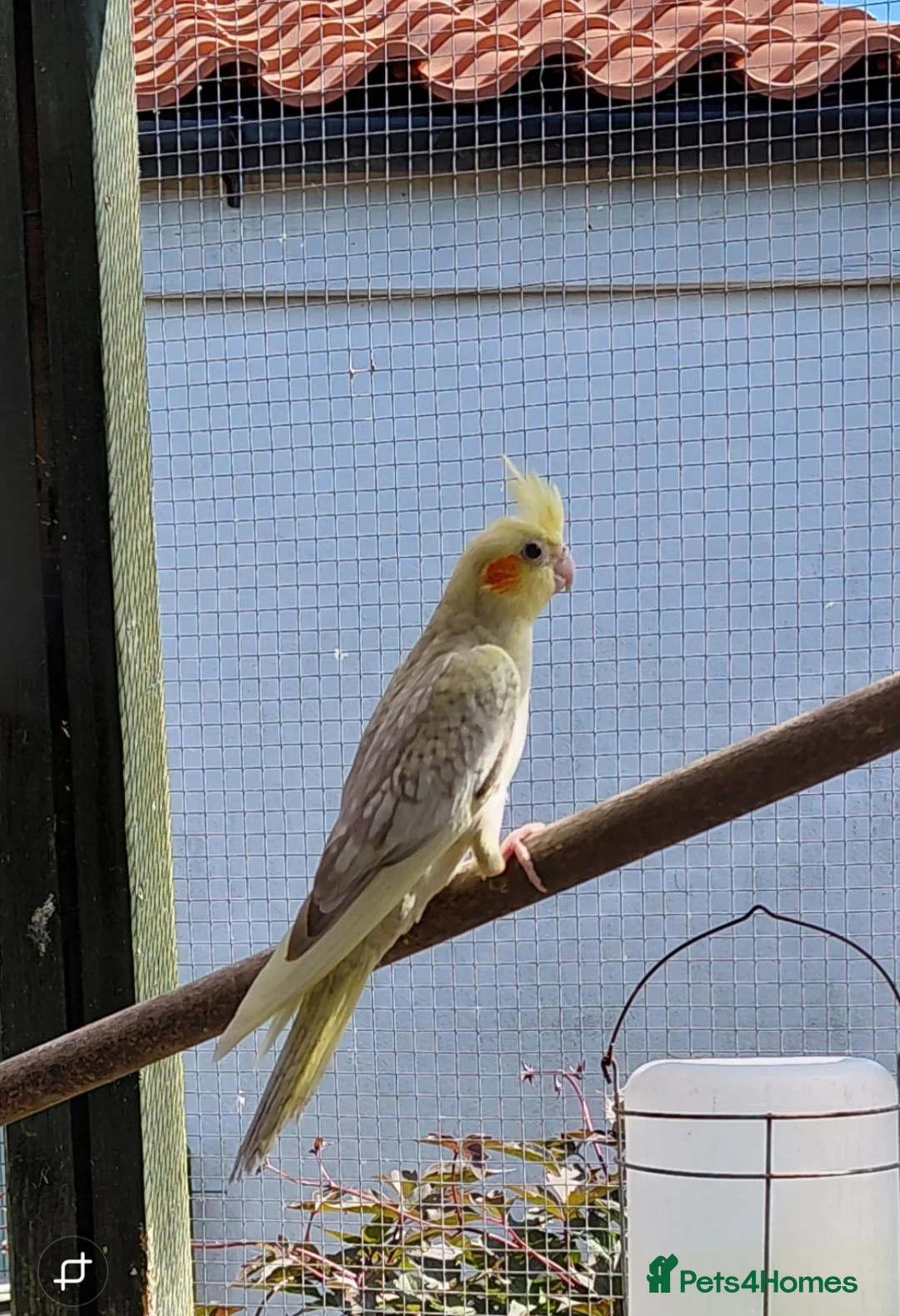 Cockatiels birds for sale: YOUNG COCKATIELS FOR SALE  - Advert 2