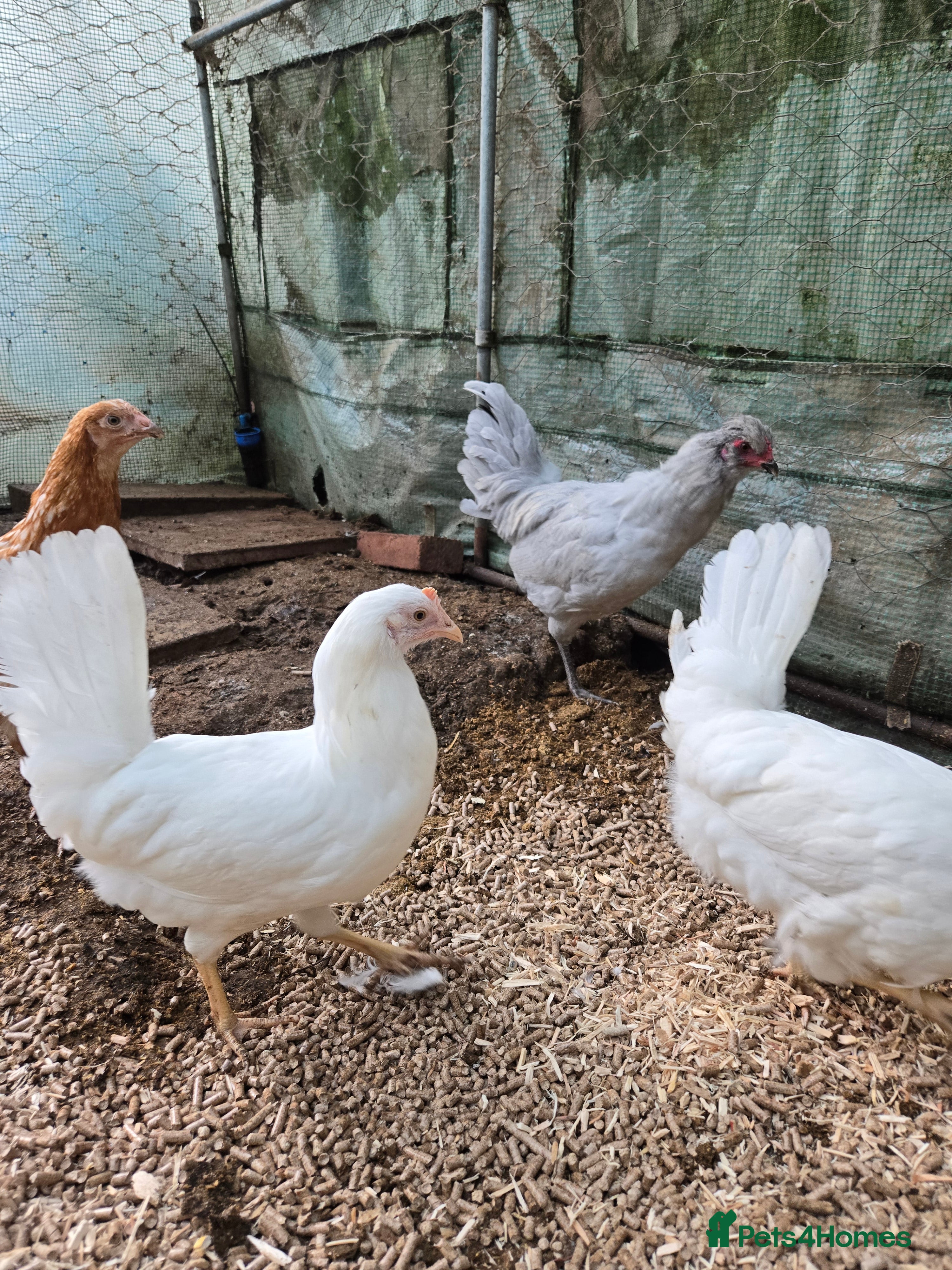 Chickens poultry Whitestars and Bovan Browns  - Advert 7