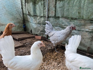 Chickens poultry Whitestars and Bovan Browns - Advert 13