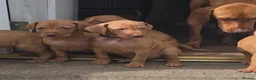 Hungarian Vizsla dogs for sale: ***Ready Now*** Hungarian Vizsla Puppies  - Advert 28