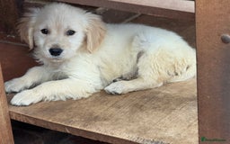 Golden Retriever dogs for sale: GOLDEN RETRIEVER PUPPIES BRED FOR TEMPERAMENT - Advert 9