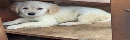 Golden Retriever dogs for sale: GOLDEN RETRIEVER PUPPIES BRED FOR TEMPERAMENT - Advert 9