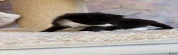Ragcoon cats for sale: Beautiful Ragcoon Kittens for Sale - Advert 13