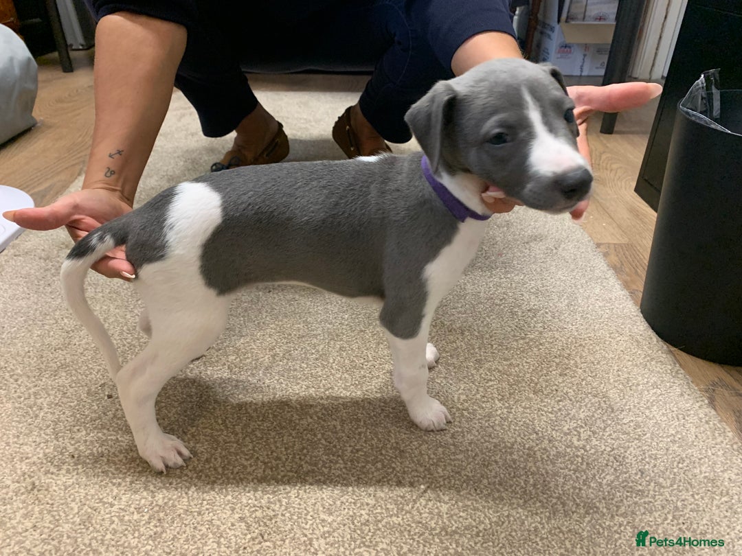 Whippet dogs for sale: Beautiful K.C Registered Whippet pups for sale  - Image 6