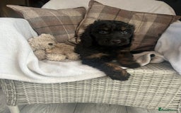 Cockapoo dogs for sale: F1 miniature gorgeous cockapoo puppies  - Image 36