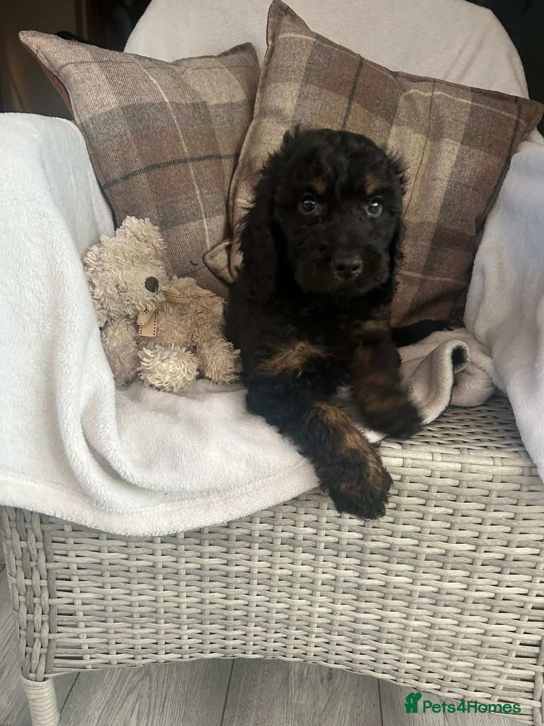 Cockapoo dogs for sale: F1 miniature gorgeous cockapoo puppies  - Image 36