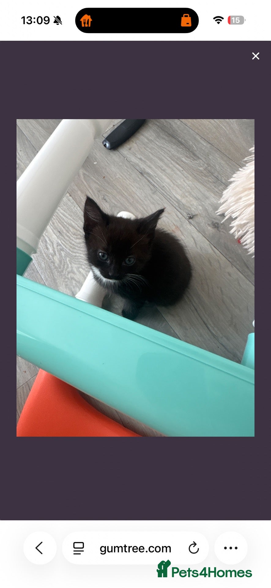 British Shorthair cats 3 Beautiful black and white kittens ready - Advert 2