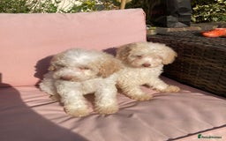 Cavapoo dogs for sale: One Cavapoo x poodle girl ready to go!!! - Image 2