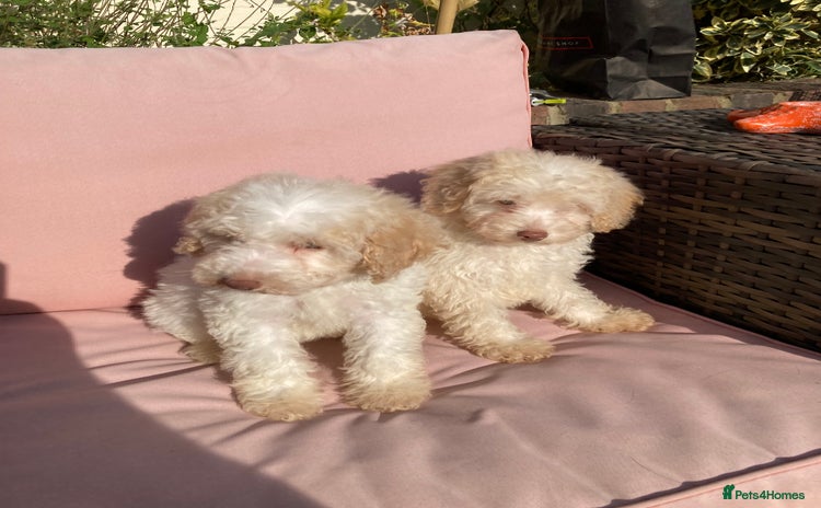 Cavapoo dogs - Advert 1