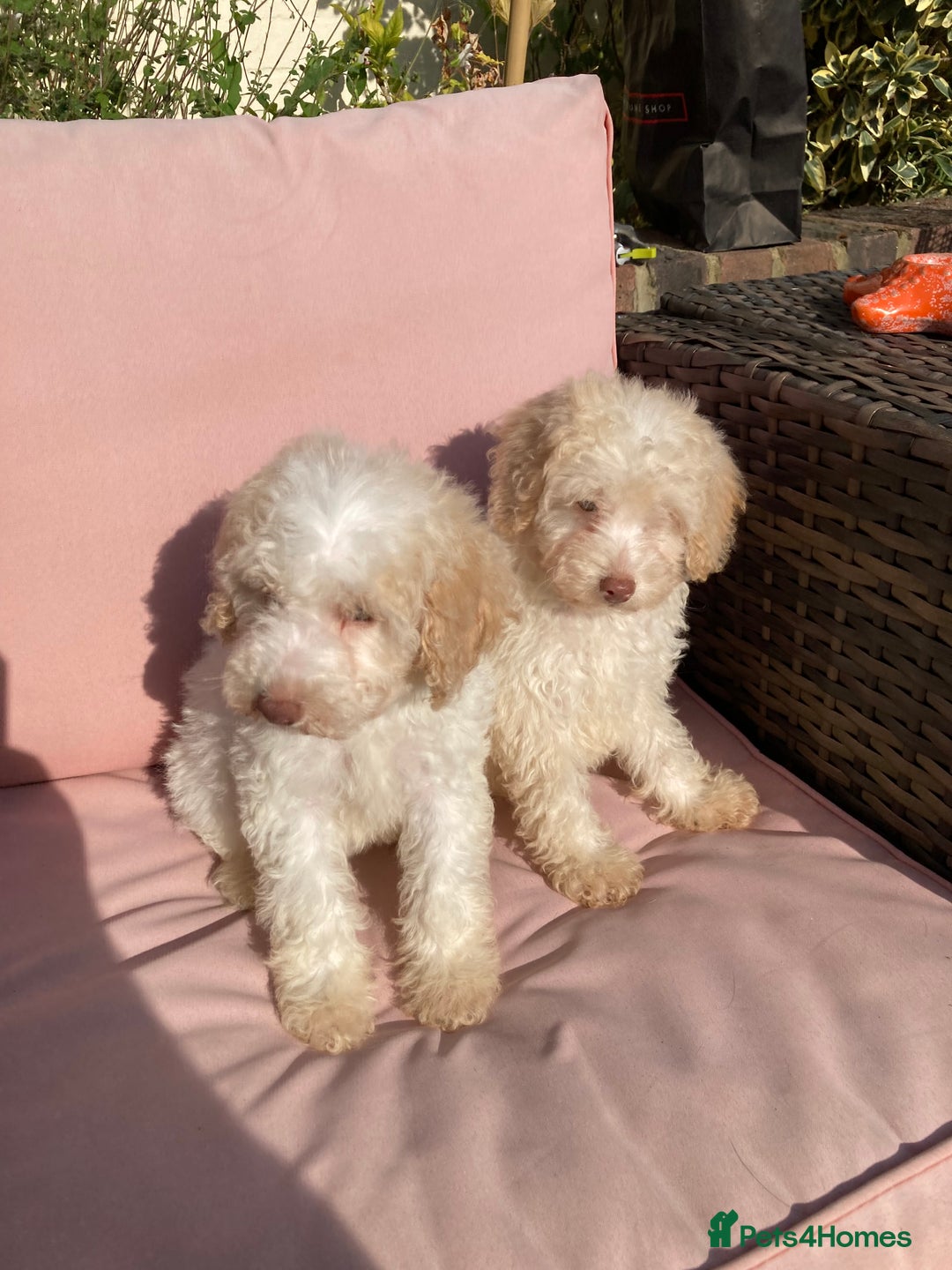 Cavapoo dogs for sale: One Cavapoo x poodle girl ready to go!!! - Image 2