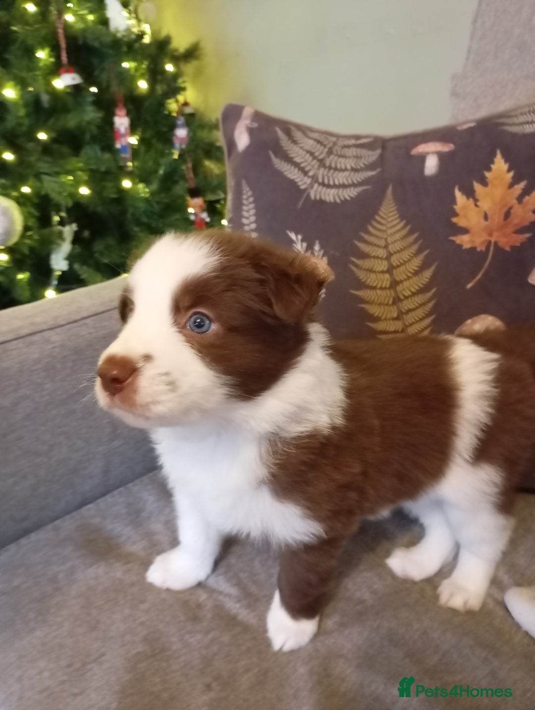 Border Collie dogs for sale: Stunning border collie babies - Advert 2