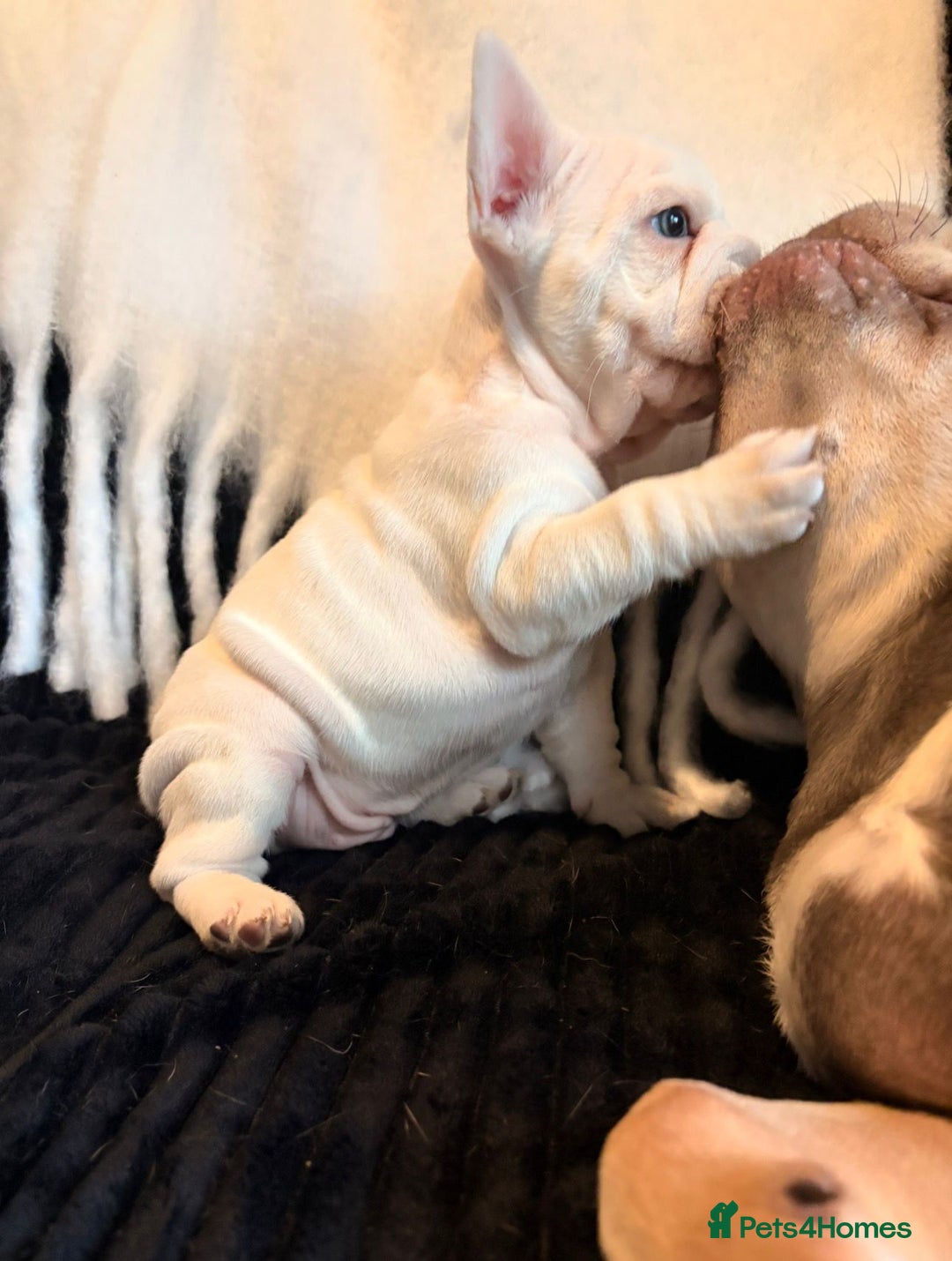 French Bulldog dogs for sale: 5 French bulldog puppies. Pied fluffy - Advert 12