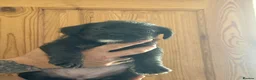 Mixed Breed dogs for sale: French bulldog x cockapoo in Bournemouth - Advert 10