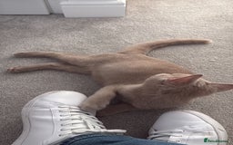 British Shorthair cats for sale: Beautiful British ShortHair Rare Fawn - Advert 3