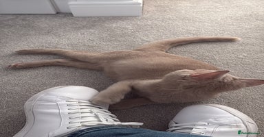 British Shorthair cats Beautiful British ShortHair Rare Fawn - Advert 4