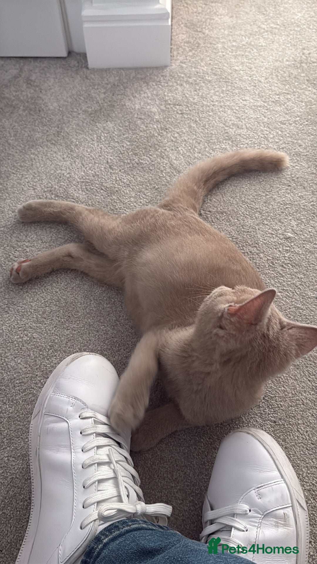 British Shorthair cats for sale: Beautiful British ShortHair Rare Fawn - Advert 3