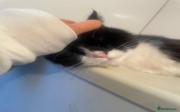 Domestic Shorthair cats for sale: Salvy/salvaltore - Image 3