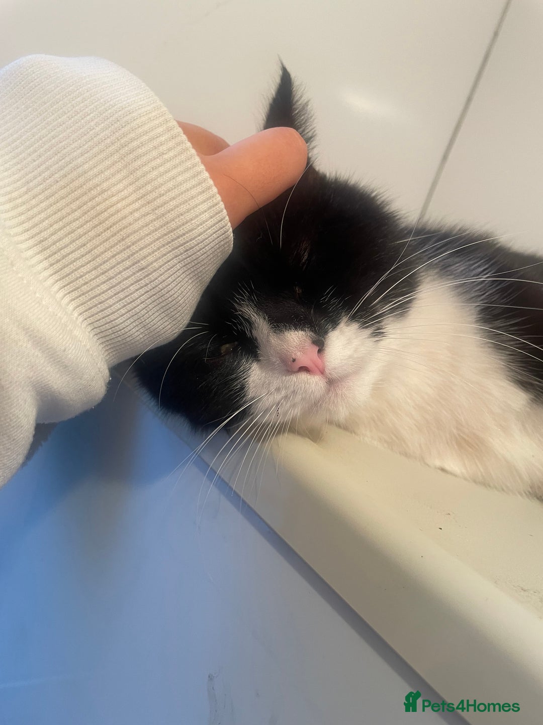 Domestic Shorthair cats for sale: Salvy/salvaltore - Image 3