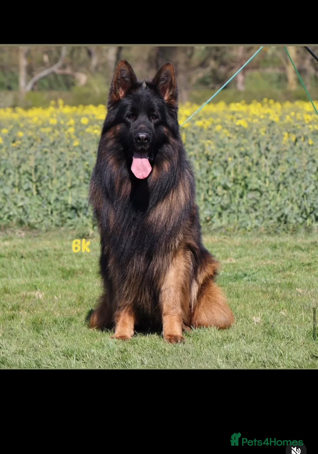 German Shepherd dogs for sale: 5 month old GSD  - Advert 6