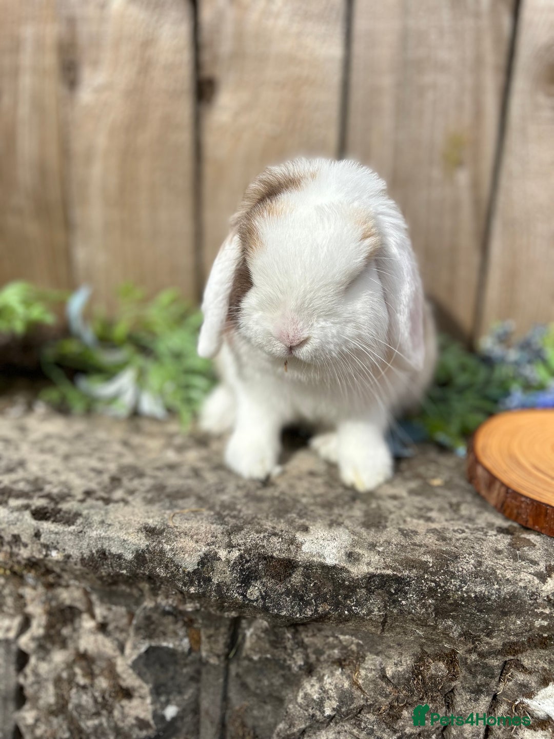 Mini Lop rabbits for sale: PUREBRED VACCINATED MINI LOP - Image 5