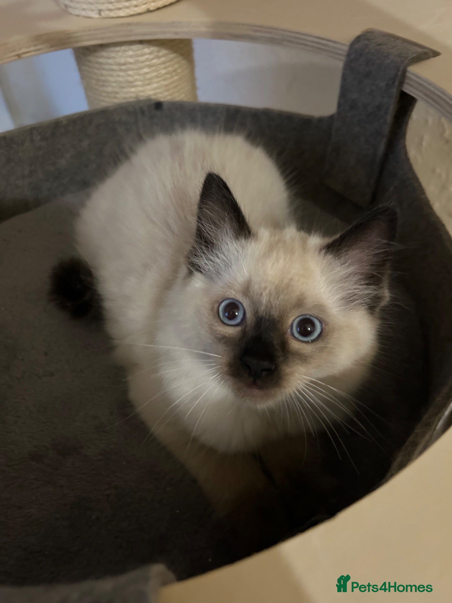 Ragdoll cats 🐾1 Boy left available🐾 - Advert 2