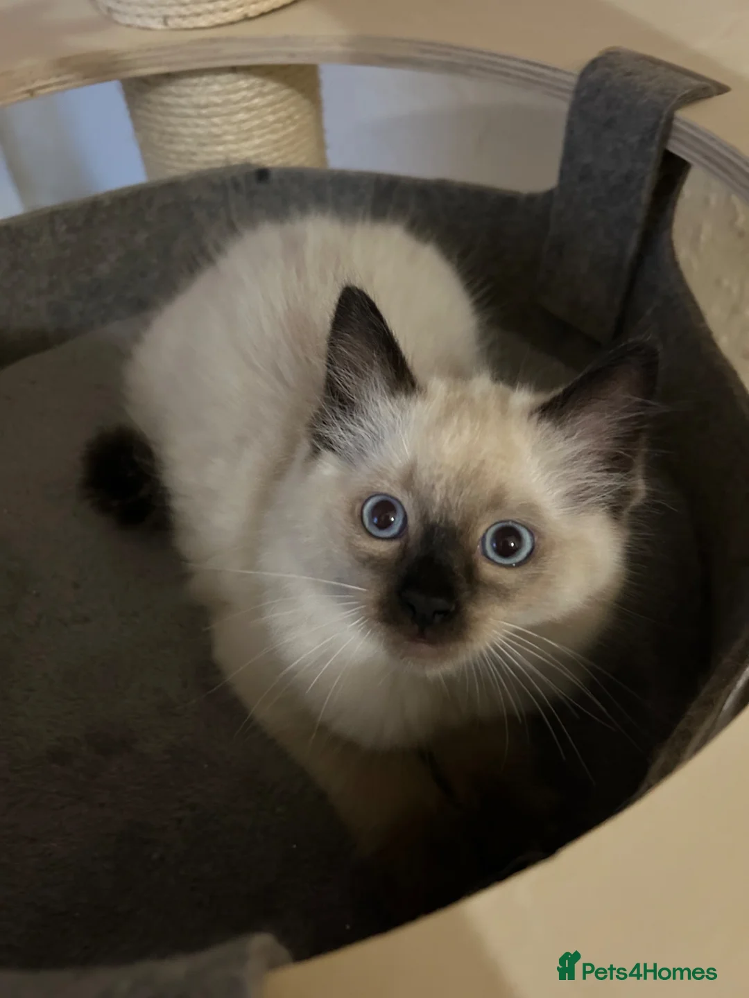 Ragdoll cats for sale: 🐾1 Boy left available🐾 - Advert 1